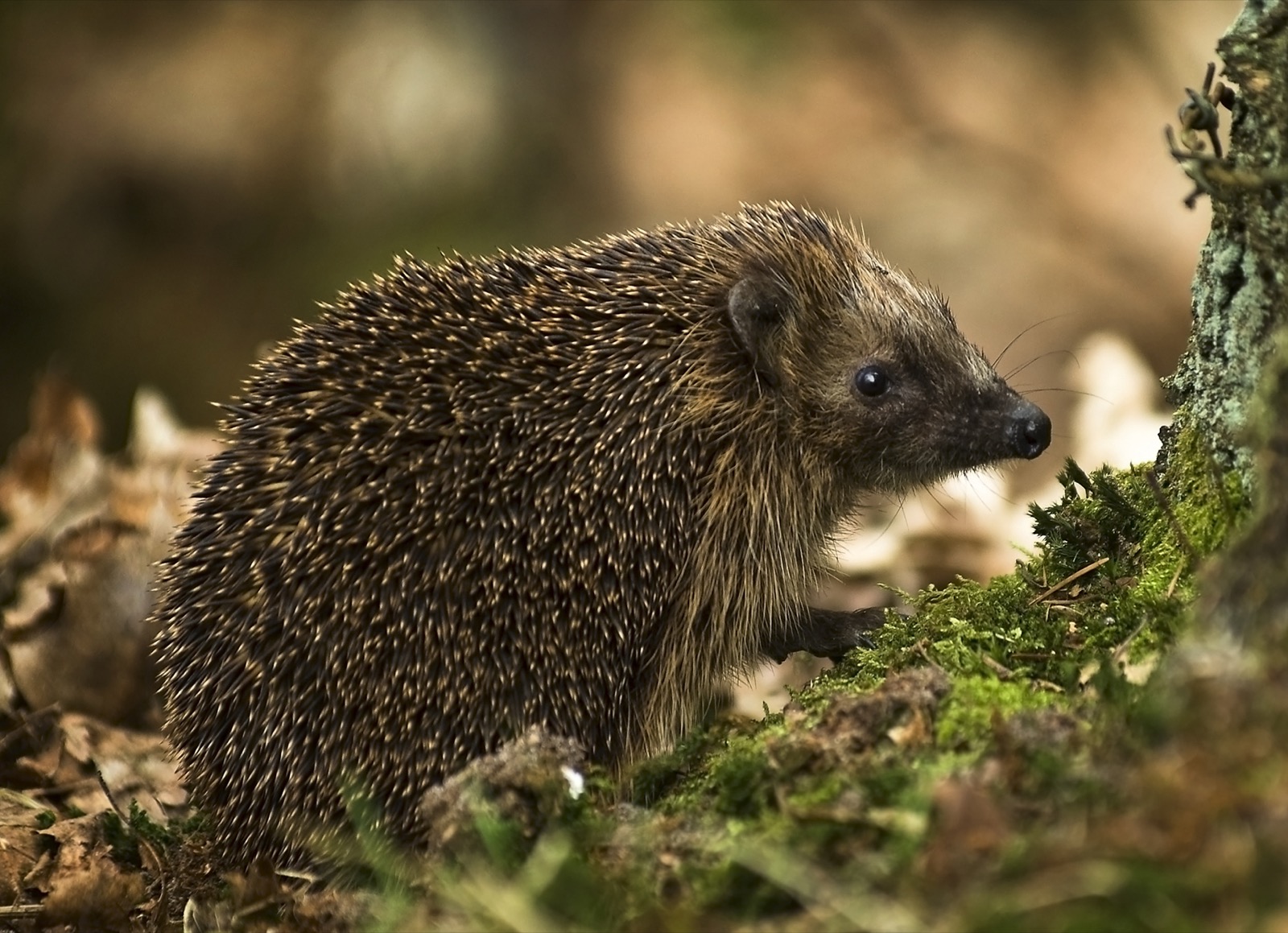 Europäischer Igel zwischen grünen Blättern